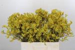 Vollsortiment - Anigozanthos gelb - 10 Stiele